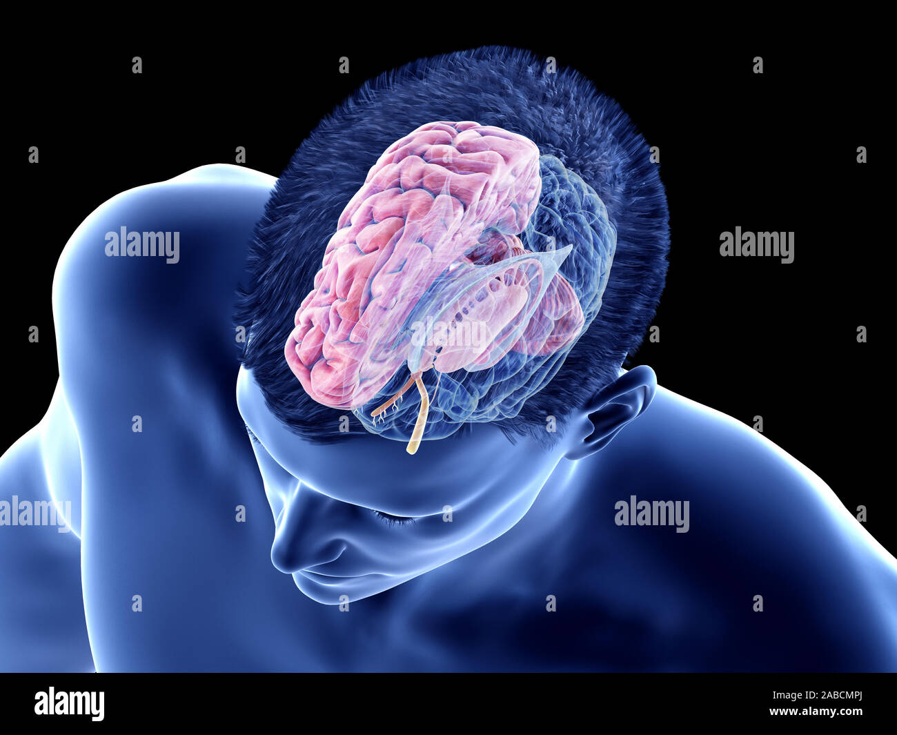 3d rendered medically accurate illustration of the brain anatomy - the ...