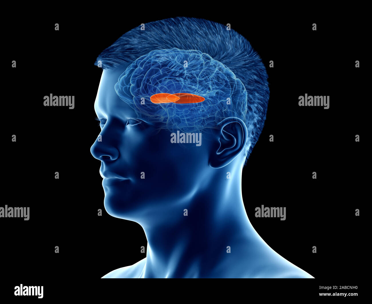 3d rendered medically accurate illustration of the brain anatomy - the lateral globus padillus Stock Photo