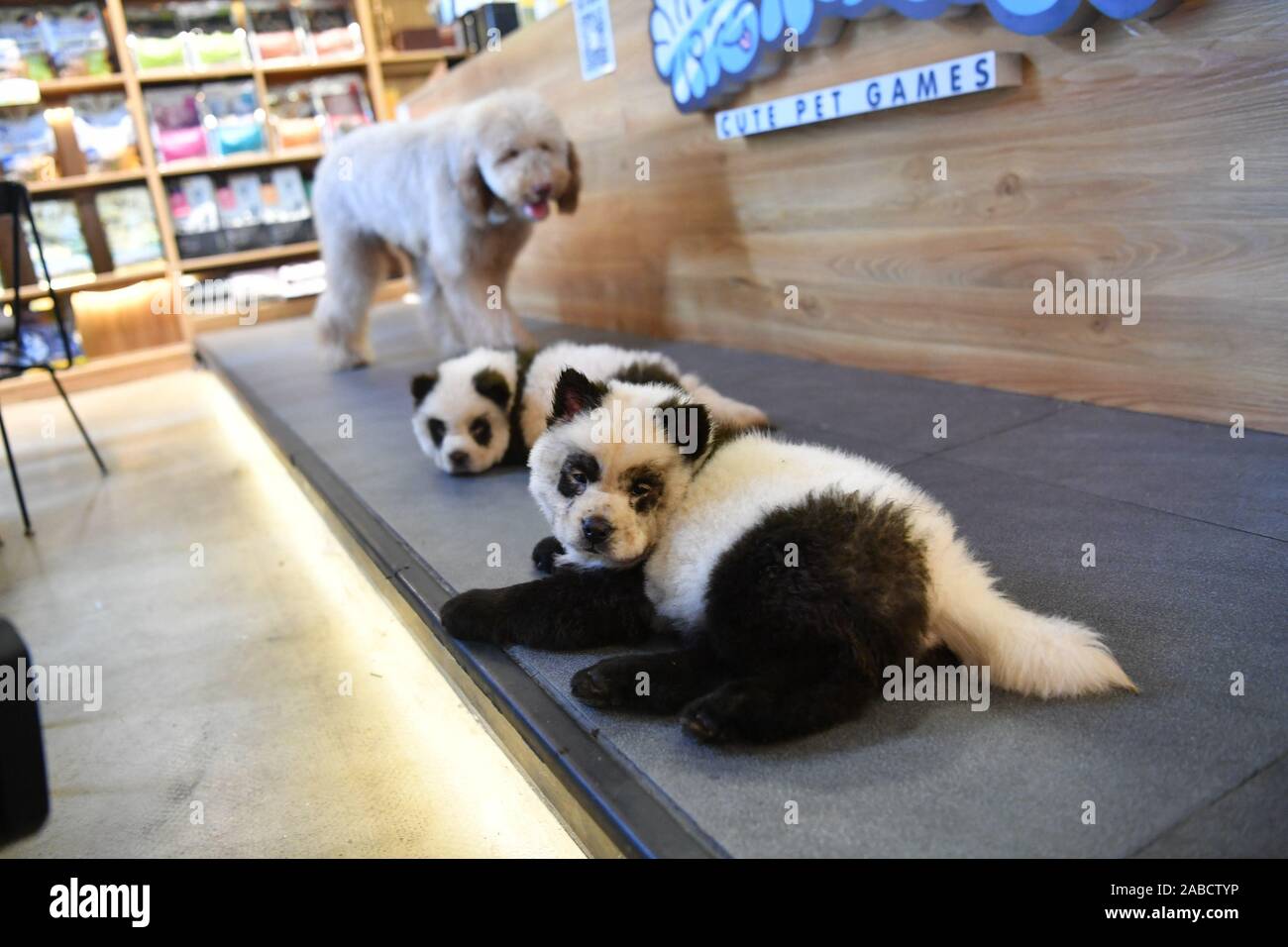 Chow chow dogs walk around in the pet cafe store in Chengdu city, south-west China's Sichuan province, 24 October 2019.   A pet cafe store paints chow Stock Photo