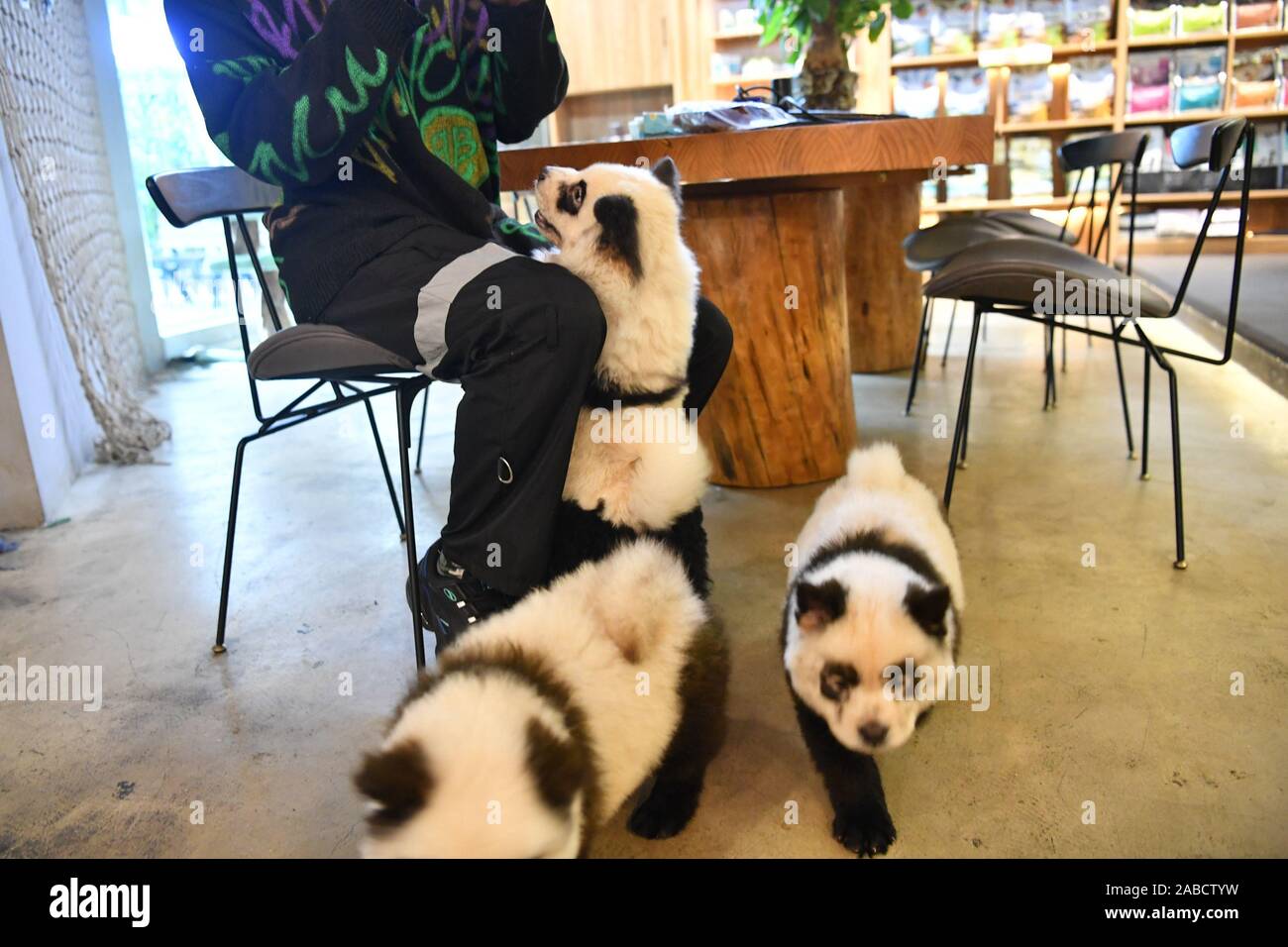 Chow chow dogs walk around in the pet cafe store in Chengdu city, south-west China's Sichuan province, 24 October 2019.   A pet cafe store paints chow Stock Photo