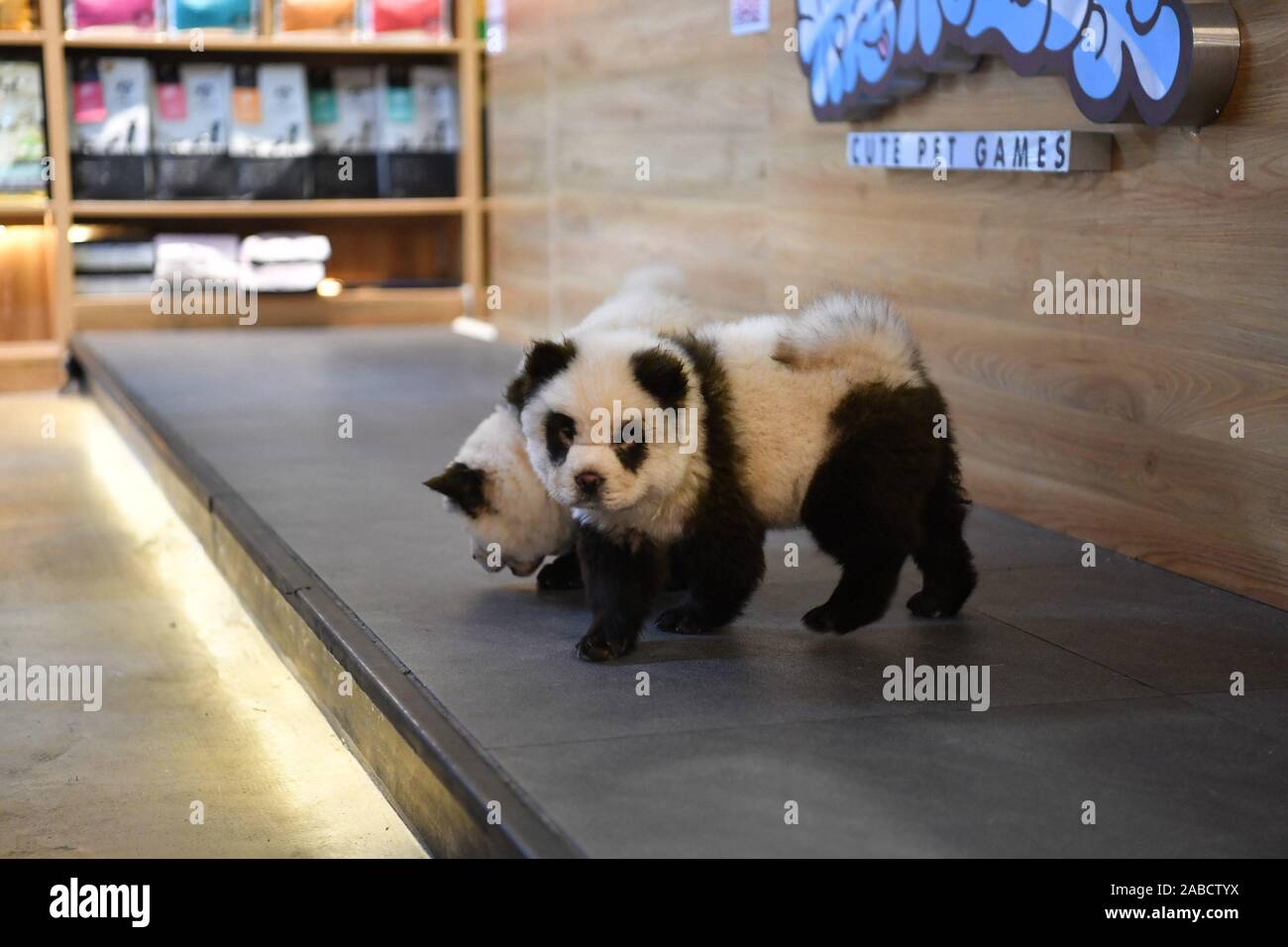 Page 5 A Chow Chow Dog High Resolution Stock Photography And Images Alamy Page 5 A Chow Chow Dog High Resolution Stock Photography And Images Alamy