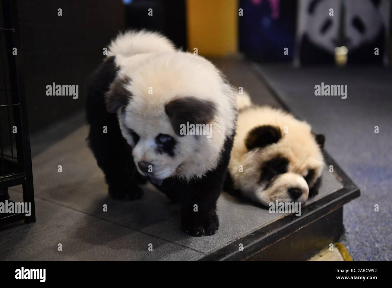 Chow chow dogs walk around in the pet cafe store in Chengdu city, south-west China's Sichuan province, 24 October 2019.   A pet cafe store paints chow Stock Photo