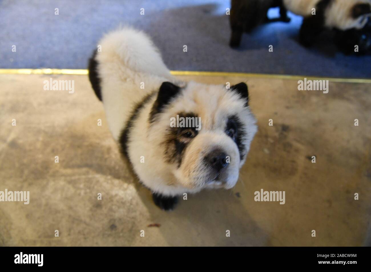 Chow chow dogs walk around in the pet cafe store in Chengdu city, south-west China's Sichuan province, 24 October 2019.   A pet cafe store paints chow Stock Photo