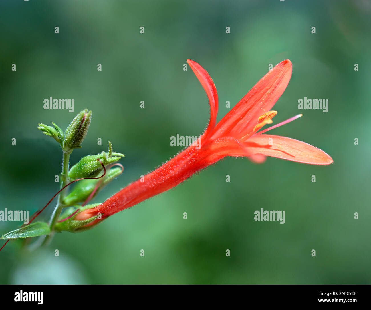 Desert Honeysuckle, also called Mexican Flame native to Texas and northeast Mexico. Stock Photo