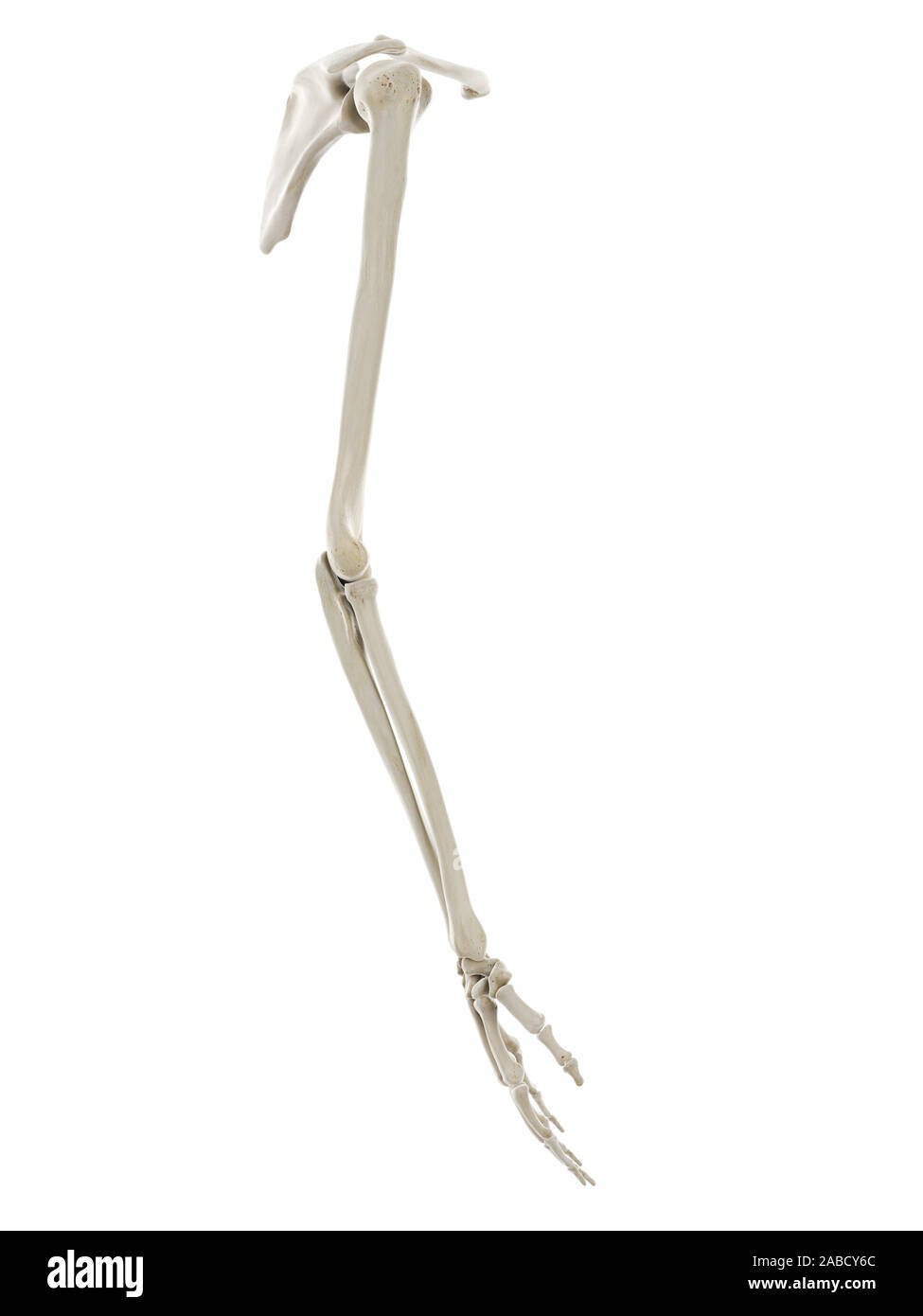 3d rendered medically accurate illustration of the bones of the arm Stock Photo