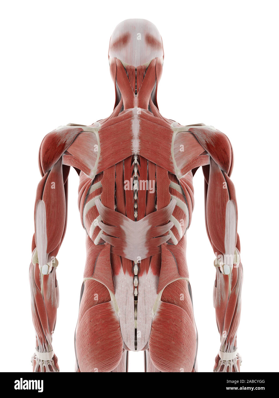 Deep Backline 3d rendered medically accurate illustration of the deep back muscles ...
