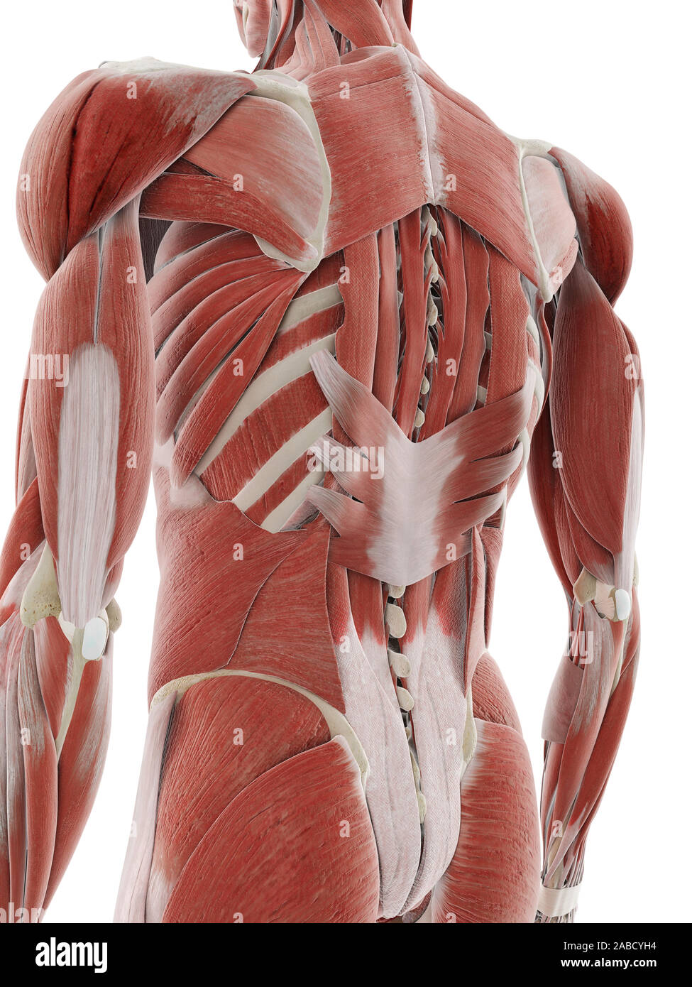 3d Rendered Medically Accurate Illustration Of The Deep Back Muscles 