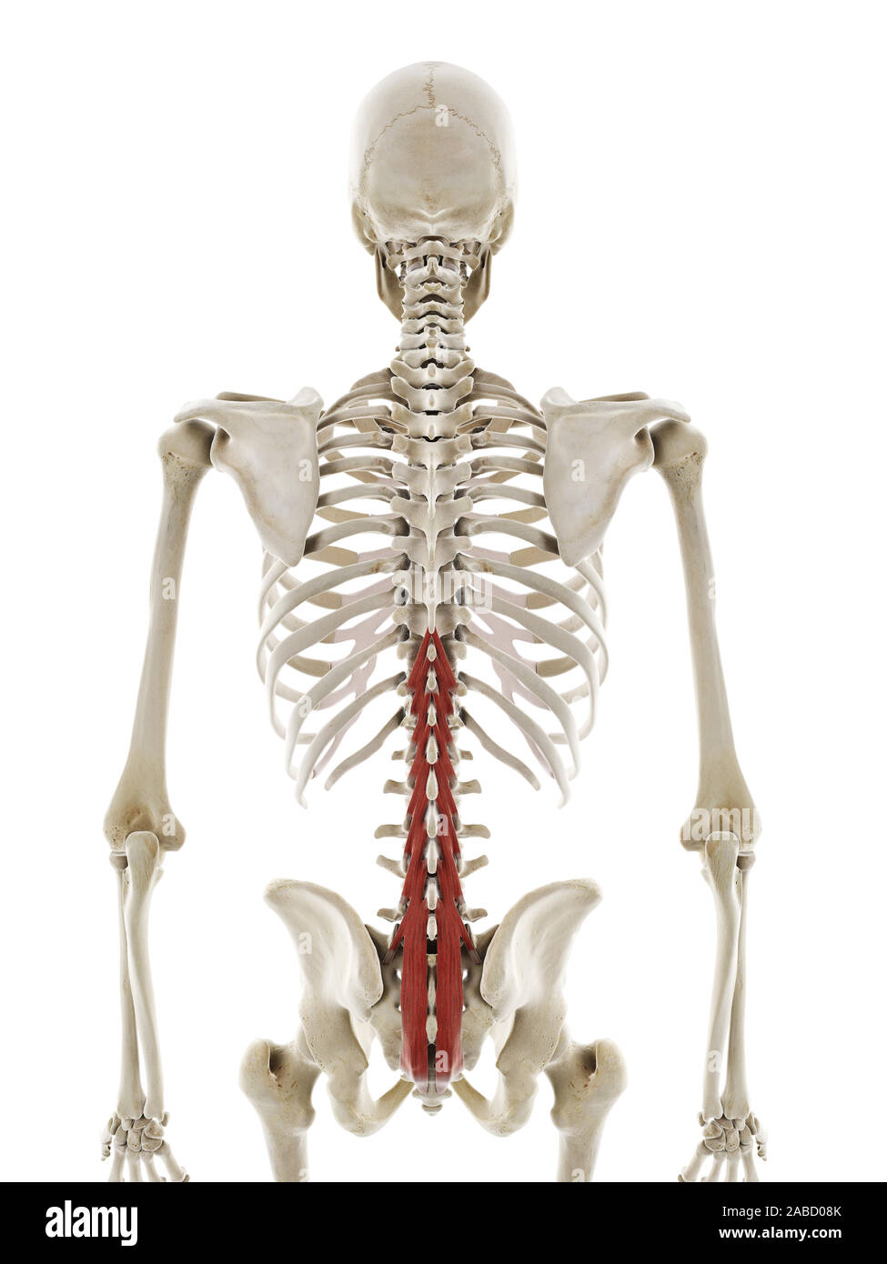 3d rendered medically accurate illustration of the multifidus Stock Photo