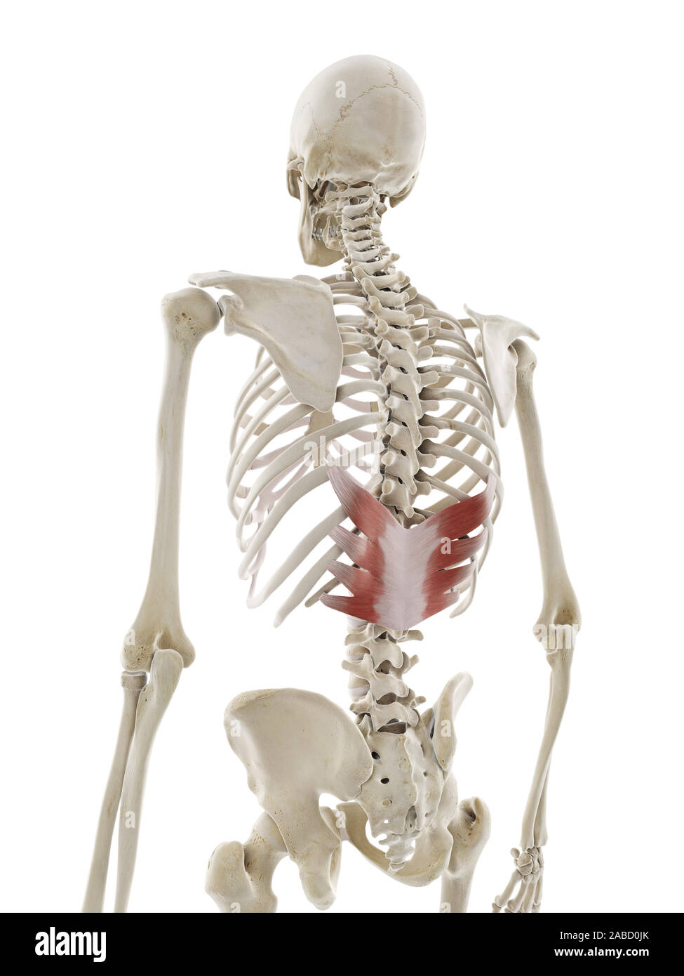 3d rendered medically accurate illustration of the serratus posterior inferior Stock Photo Alamy