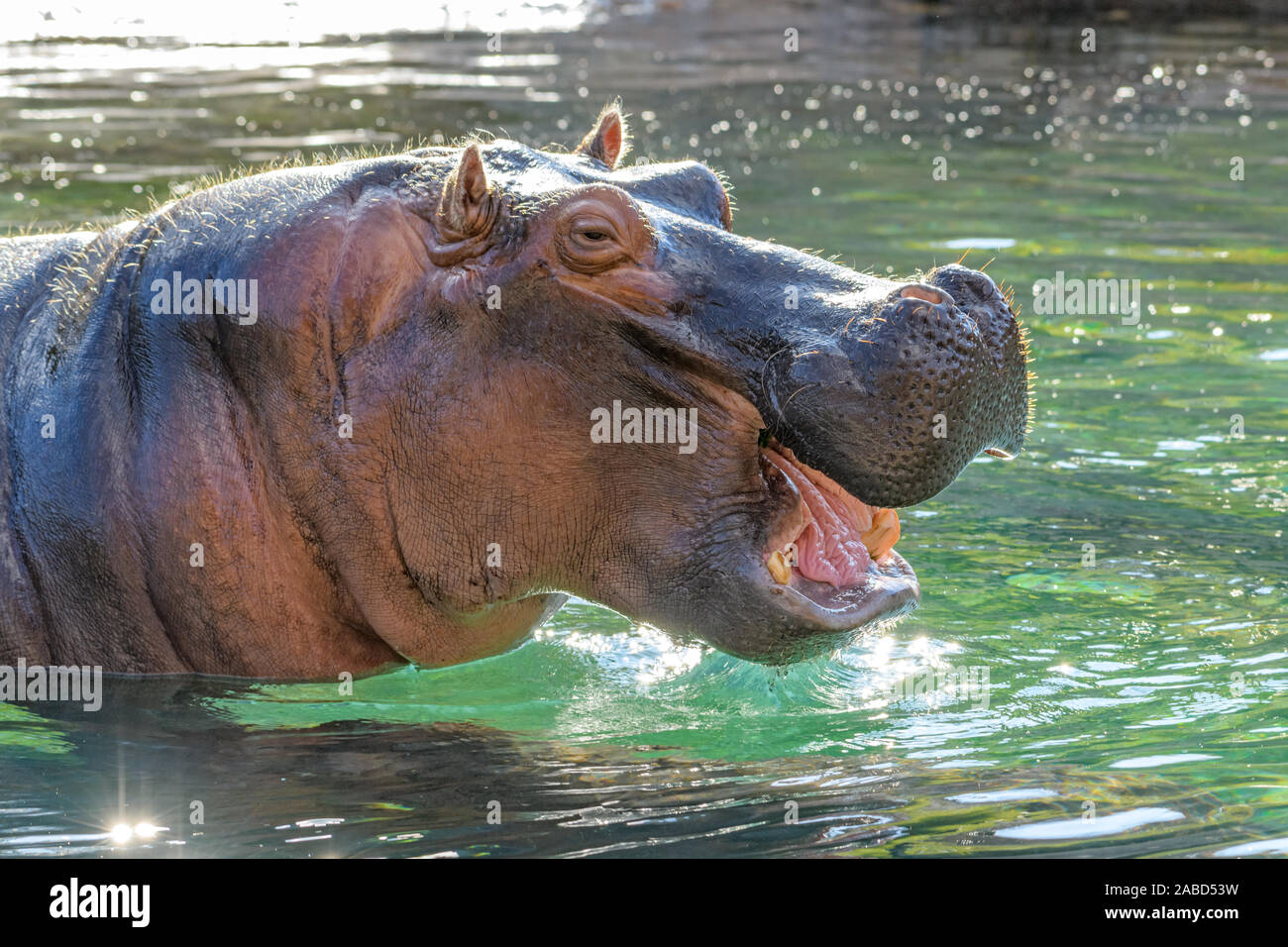 hippopotamus - (Hippopotamus amphibius) or River Horse with head and neck above water laughing Stock Photo