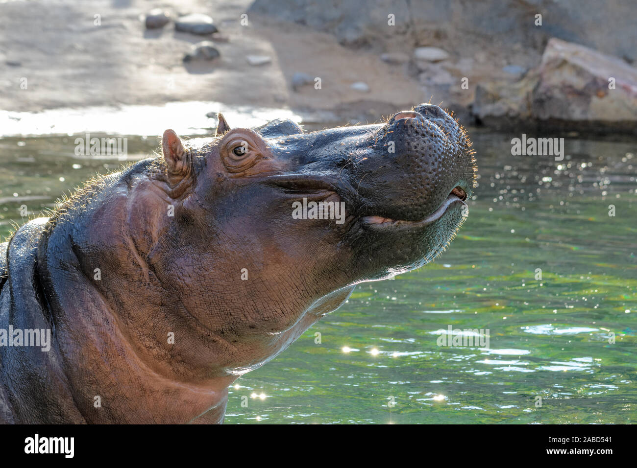 Hippopotamus - (Hippopotamus amphibius) or River Horse with head and