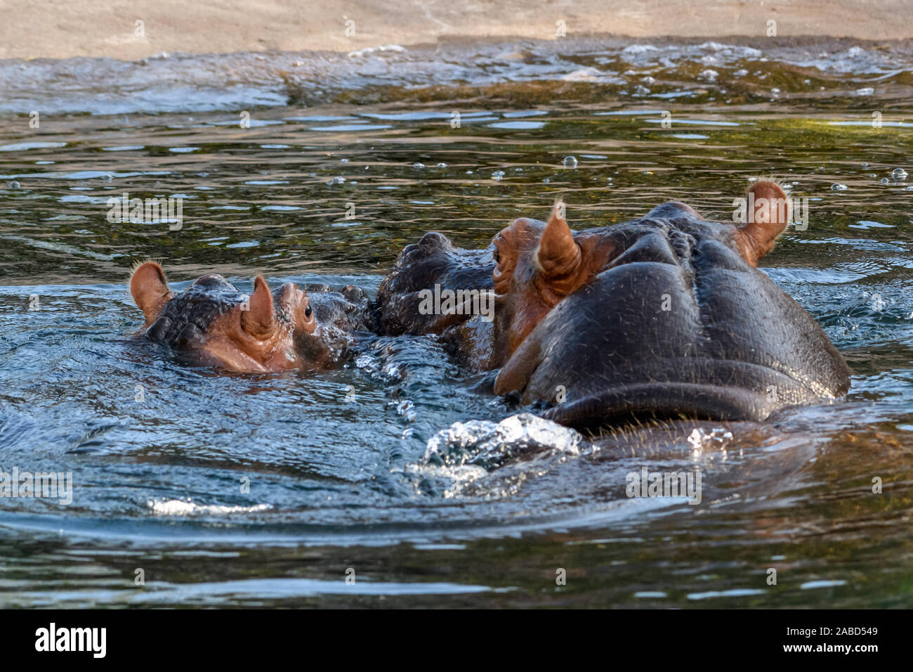 hippopotamus - (Hippopotamus amphibius) or River Horse mother with head