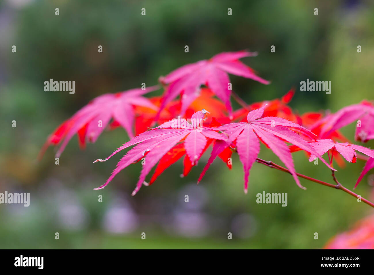 Beautiful Japanese red maple in the fall. Autumn in mountines Stock ...
