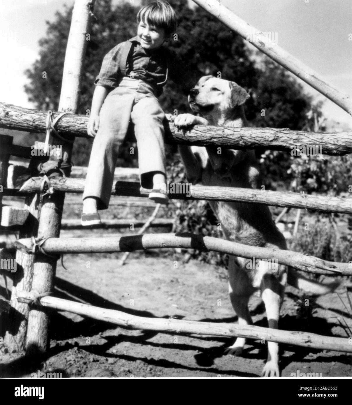OLD YELLER, Kevin Corcoran, 1957 Stock Photo Alamy