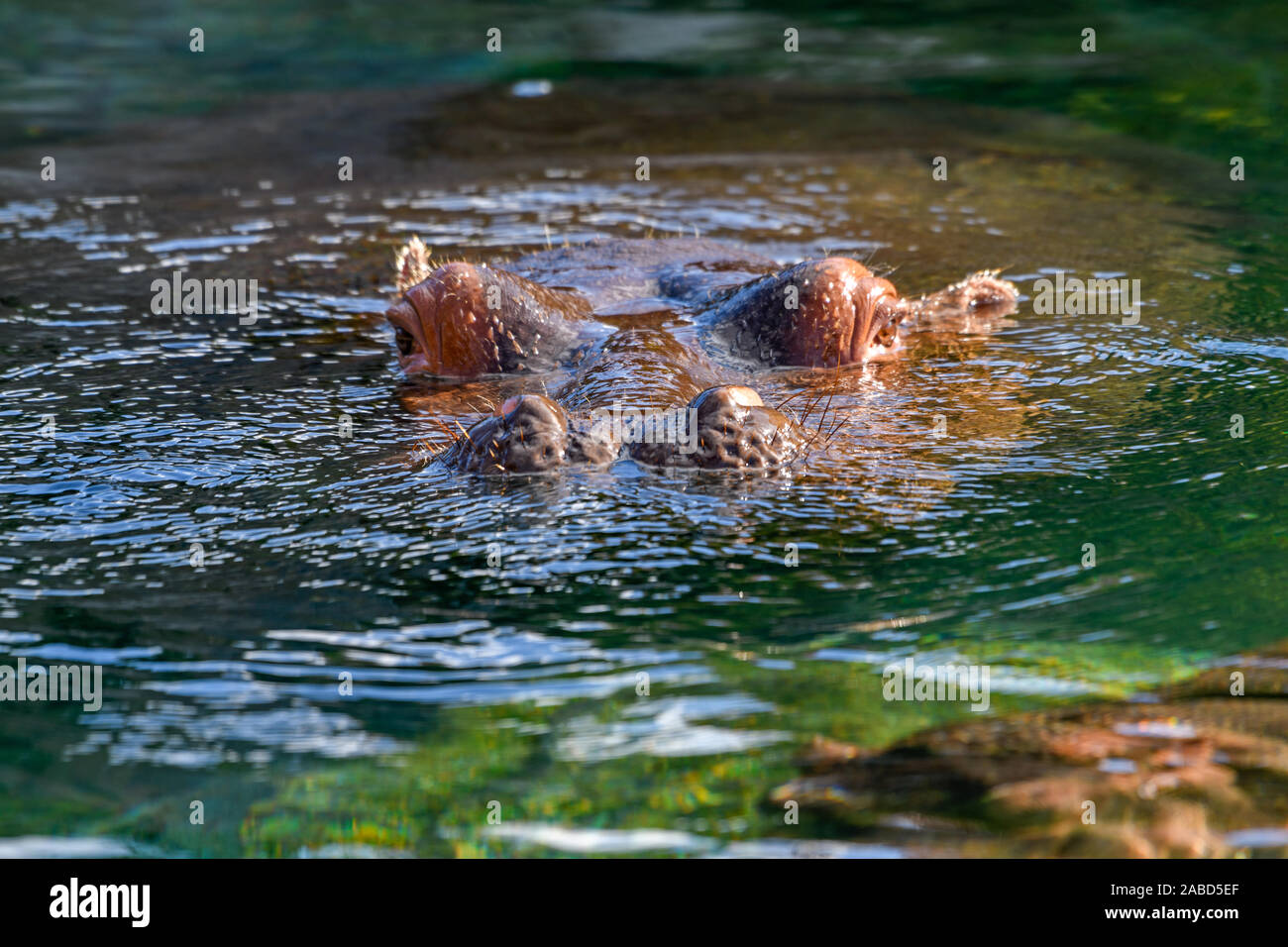 hippopotamus - (Hippopotamus amphibius) or River Horse with eyes, nose