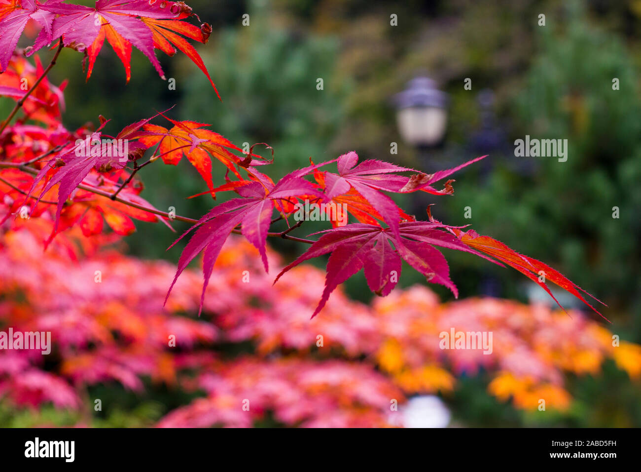 Beautiful Japanese red maple in the fall. Autumn in mountines Stock