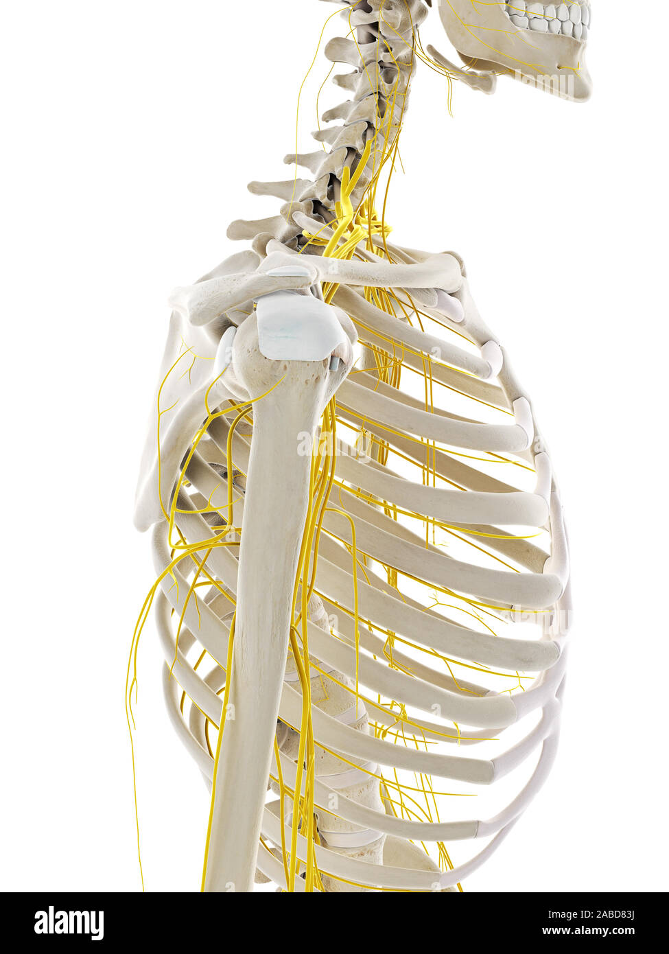 3d rendered medically accurate illustration of the nerves of the shoulder Stock Photo