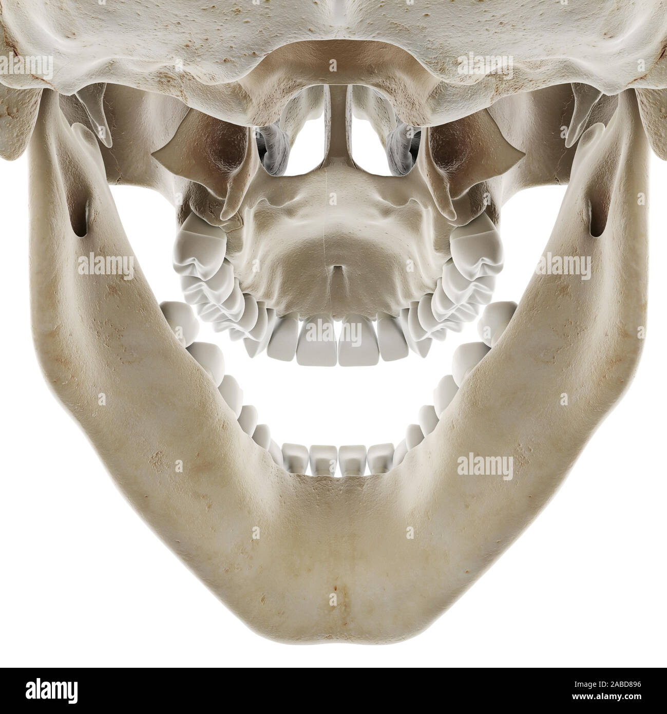 3d rendered medically accurate illustration of the skull with open jaw Stock Photo