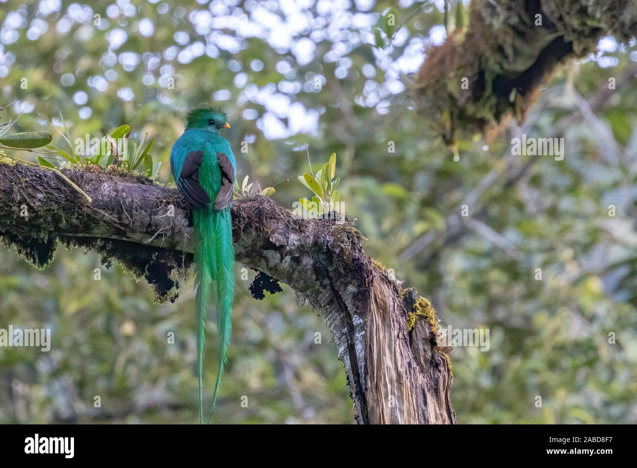 A Resplendent Quetzal Pharomachrus Mocinno Photographed In The Cloud A Resplendent Quetzal Pharomachrus Mocinno Photographed In The Cloud
