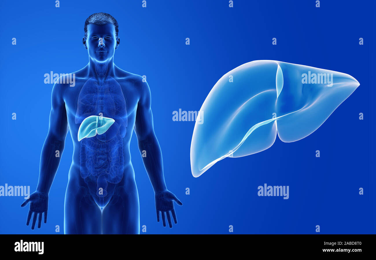 3d rendered medically accurate illustration of the male liver Stock ...
