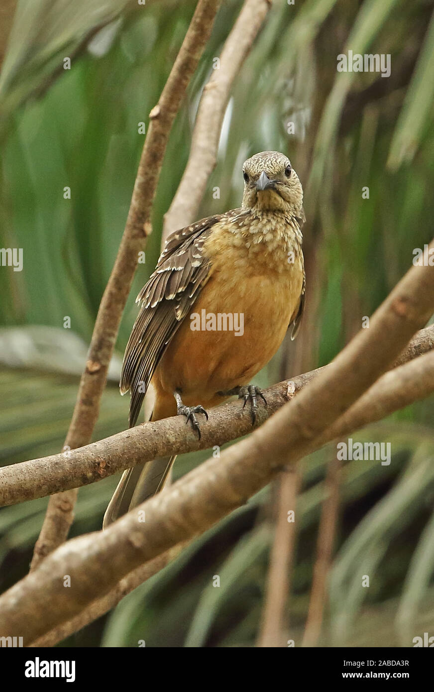 Chlamydera cerviniventris hires stock photography and images Alamy