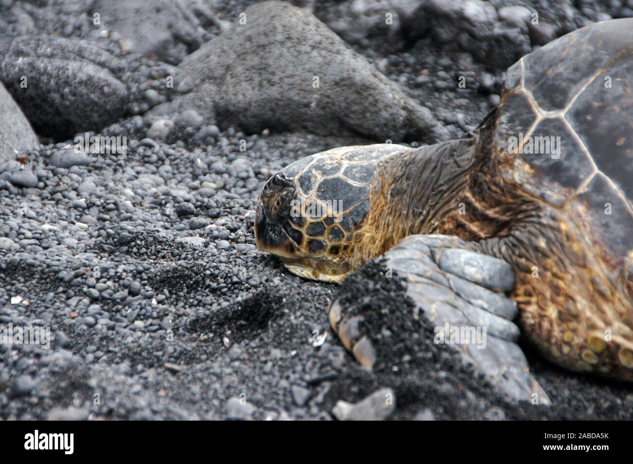 Die Meeresschildkröten (Cheloniidae) stellen im engeren Sinne eine Familie innerhalb der Schildkröten dar. Stock Photo