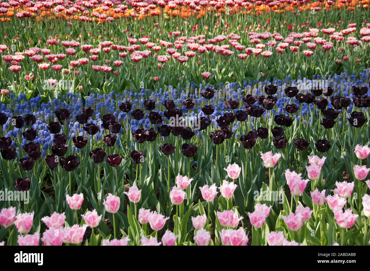 Tuelpenbluete im Keukenhof in den Niederlanden, Holland. Stock Photo