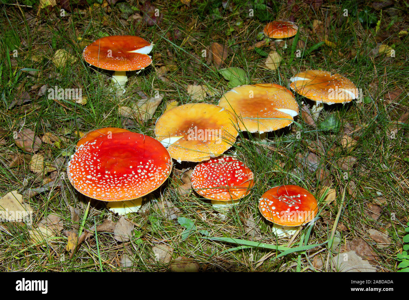 Fliegenpilze hires stock photography and images Alamy