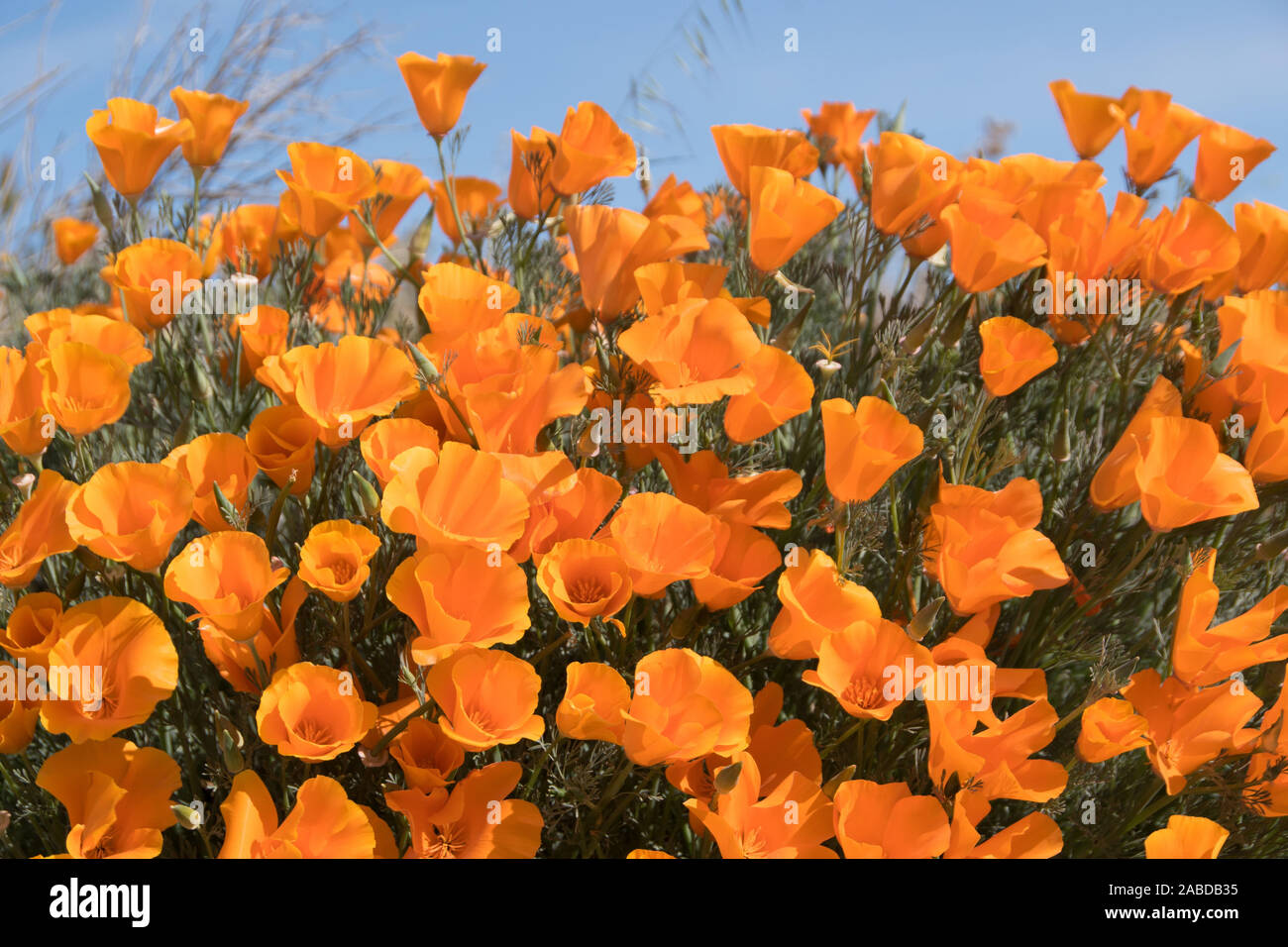 Antelope Valley Poppy Reserve in Kalifornien, Foto aufgenommen im März. Stock Photo