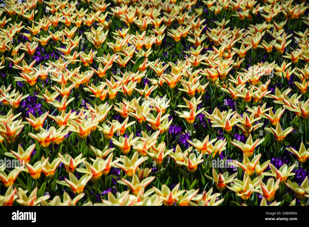 Die Tulpen bilden eine Pflanzengattung in der Familie der Liliengewächse. Die etwa 150 Arten sind in Nordafrika und über Europa bis Zentralasien verbr Stock Photo