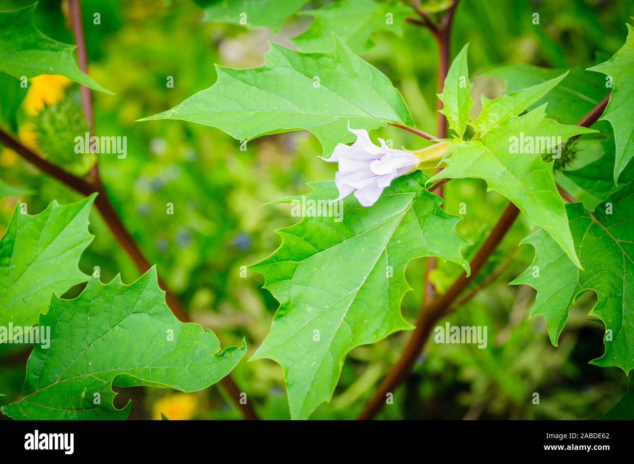 Squirting Cucumber Hi res Stock Photography And Images Alamy squirting-cucumber-hi-res-stock-photography-and-images-alamy