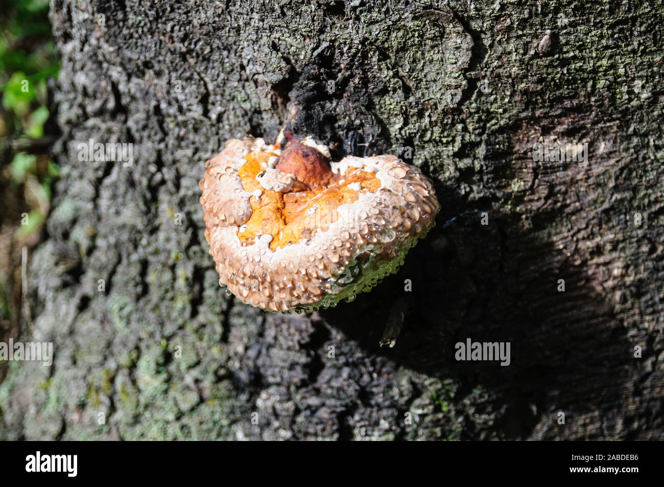 Mushroom Polyporus squamosus in spots on the trunk of a tree Stock Photo