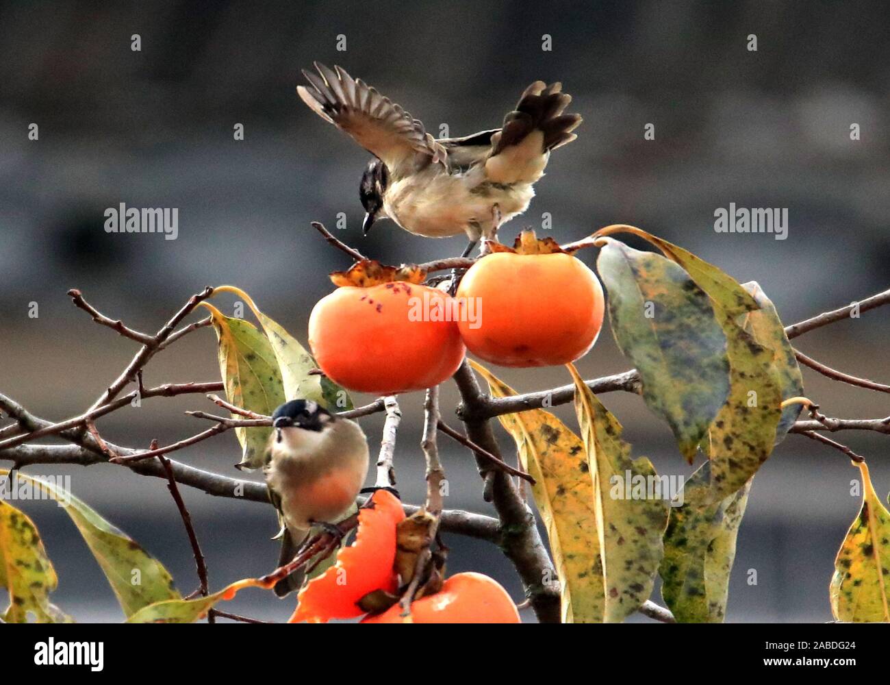 persimmon bird