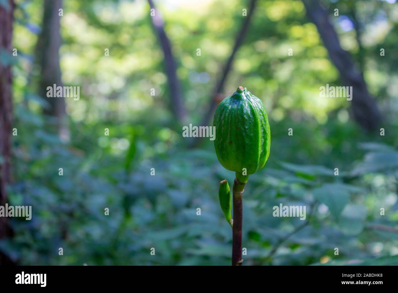 Cardiocrinum giganteum seed pods.Giant Lily seed pods. Stock Photo