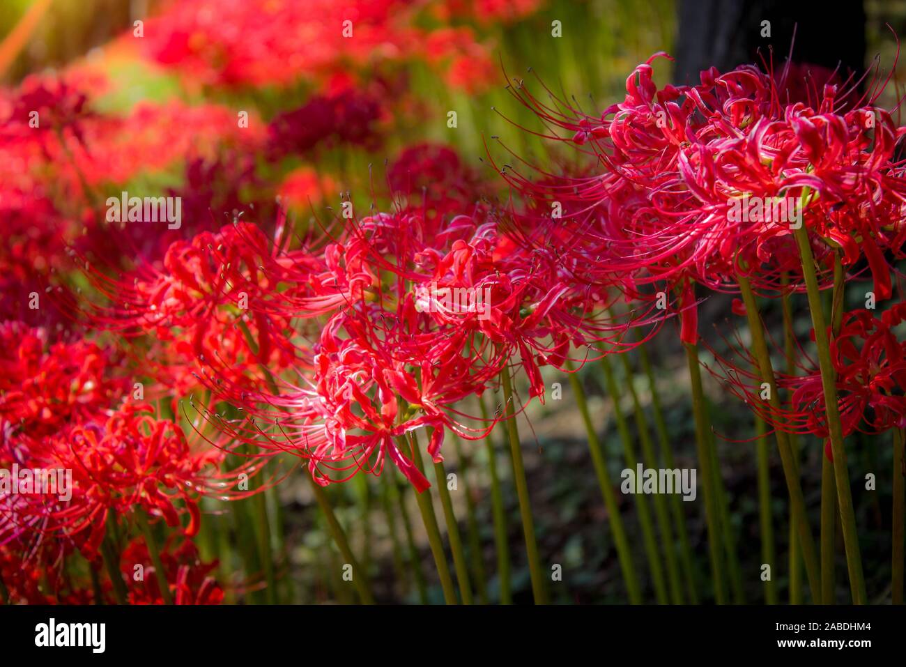 Cluster Amaryllis Hi Res Stock Photography And Images Alamy