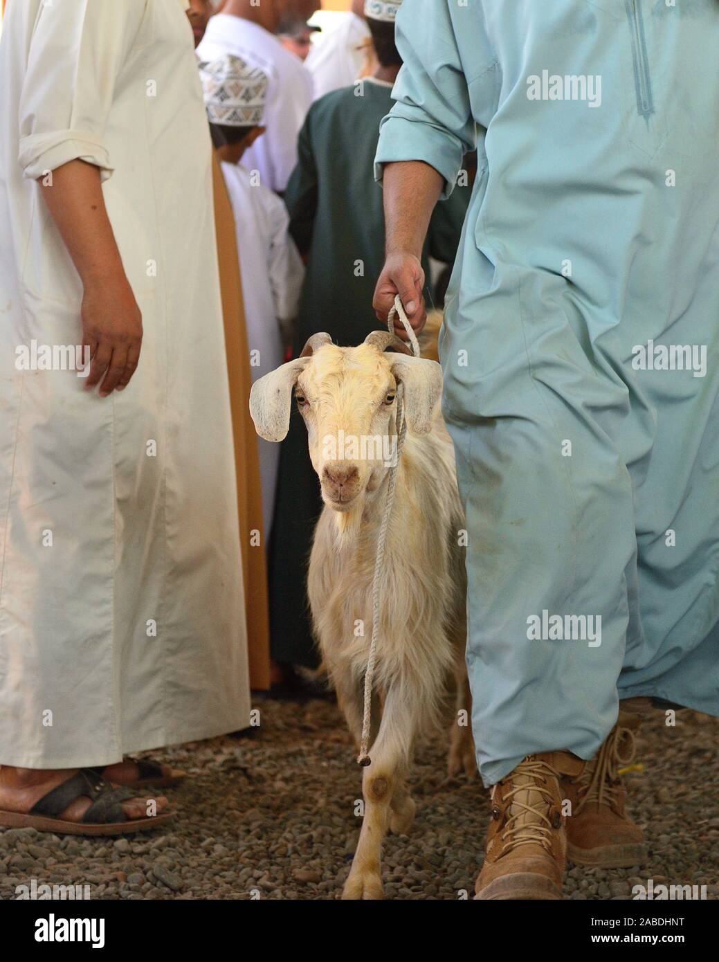Crowded market day on the bazaar of animals, goat auction in the Nizwa, Oman. Stock Photo