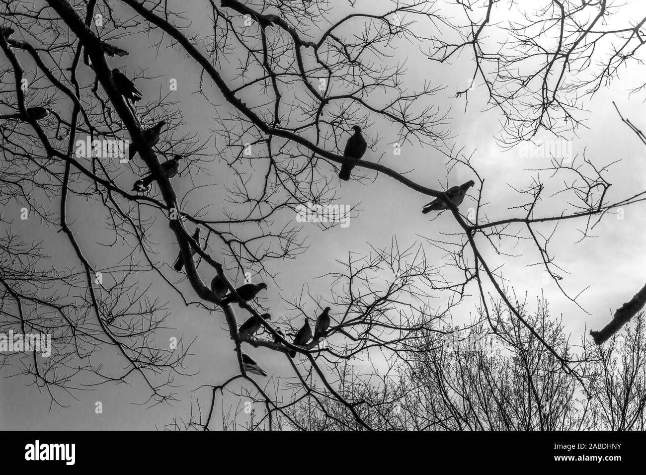 Spooky Dove Birds. Stock Photo