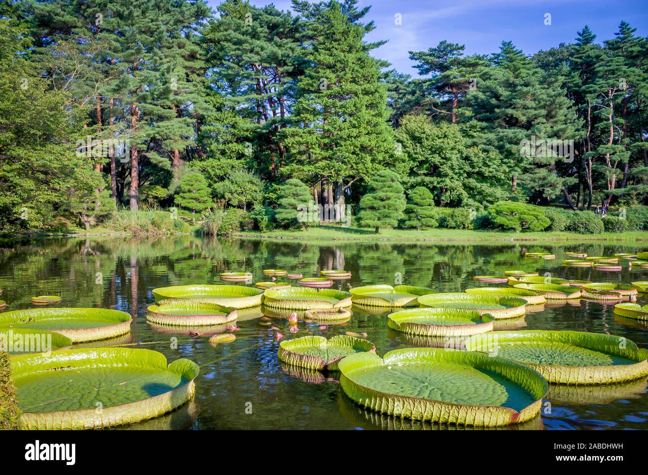 Victoria amazonica with a coniferous forest at botanical gardens in Tokyo JAPAN. Huge floating