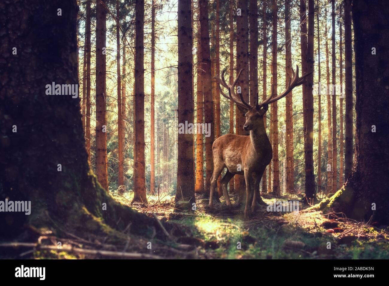 Big deer stands in the forest. Late summer and light sunshine Stock Photo