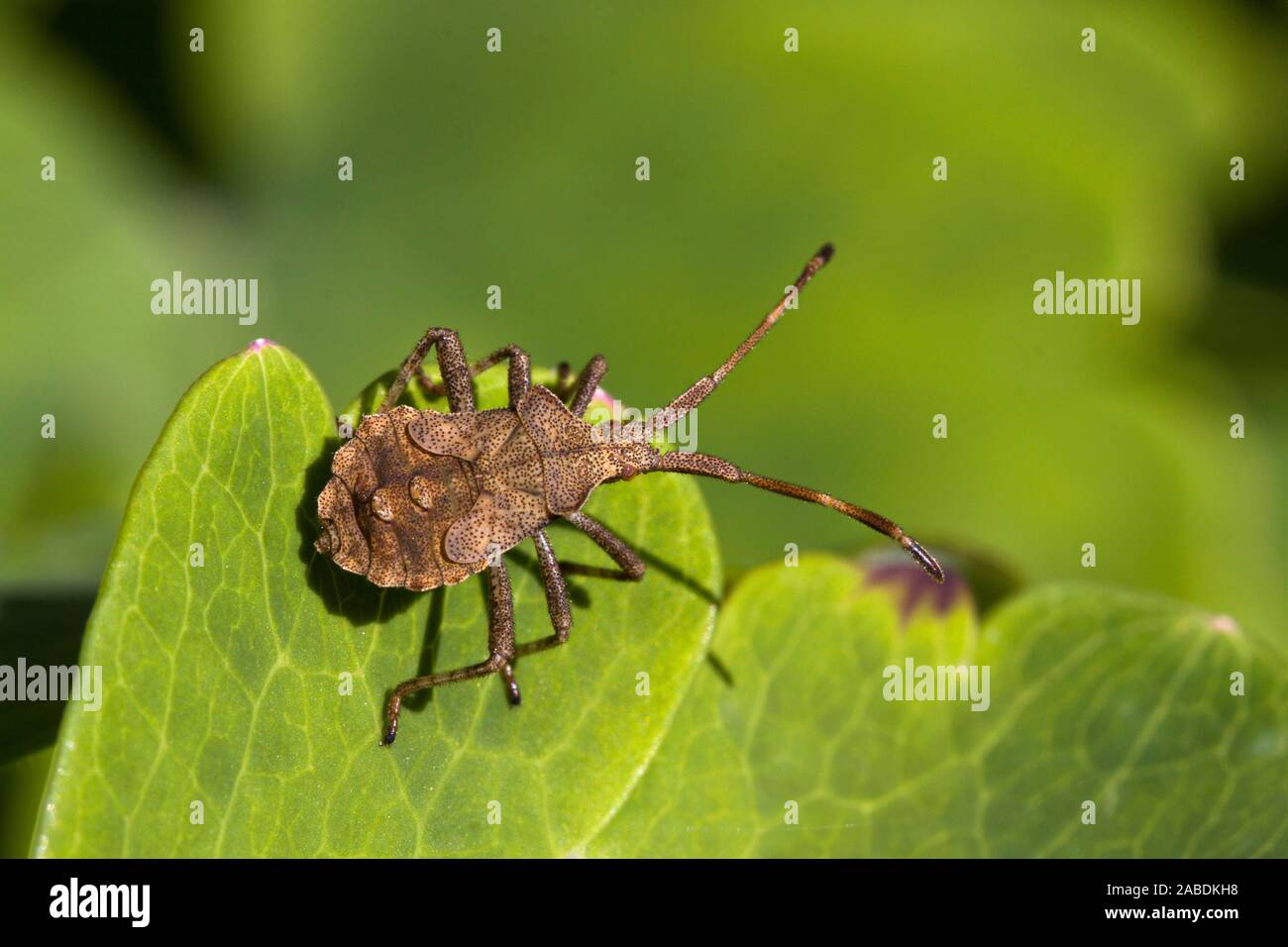 Lederwanze (Coreus marginatus) Stock Photo