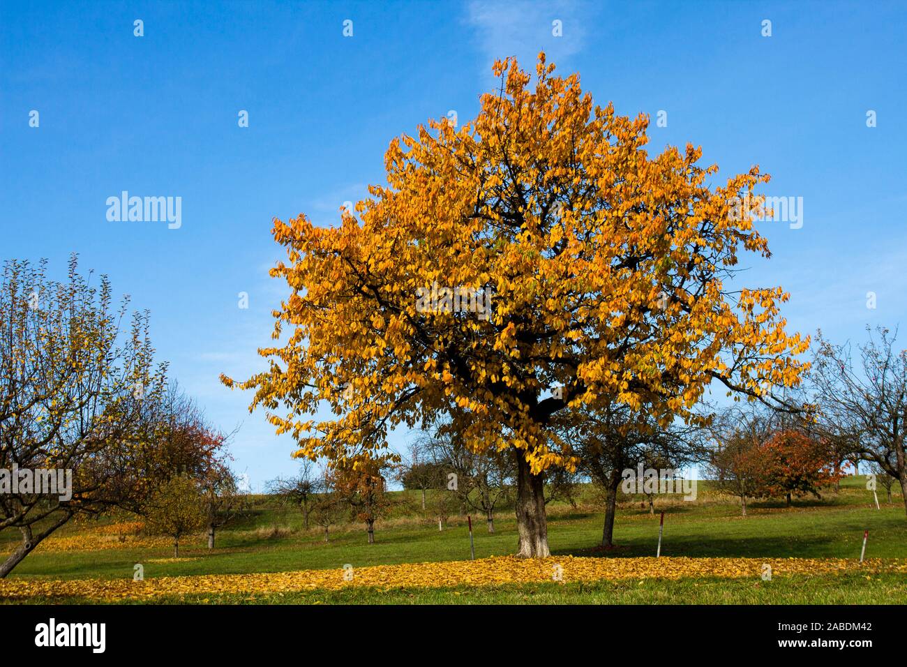 Kirschbaum im Herbst Stock Photo Alamy