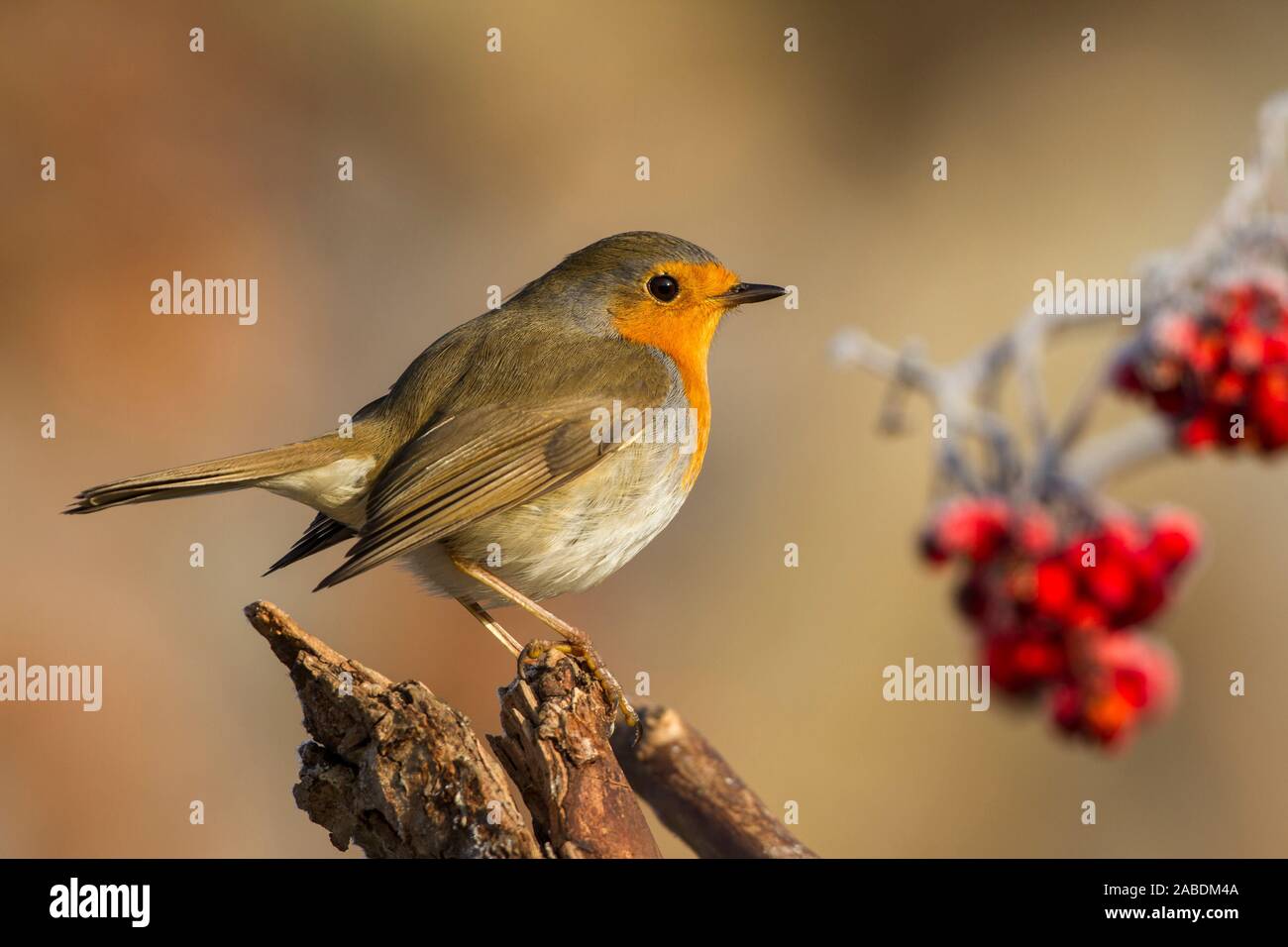 Adulter Stock Photos Adulter Stock Images Alamy