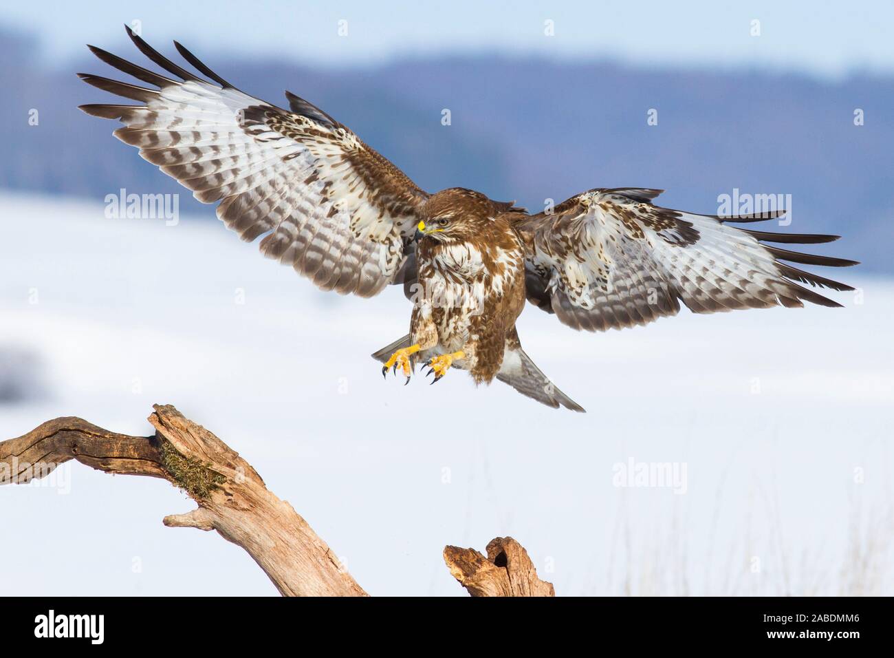 Mäusebussard flugbild hi-res stock photography and images - Alamy