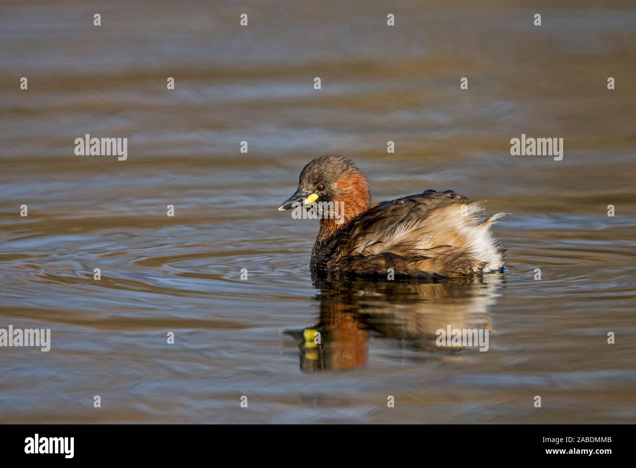 Zwergtaucher (Tachybaptus ruficollis) Stock Photo