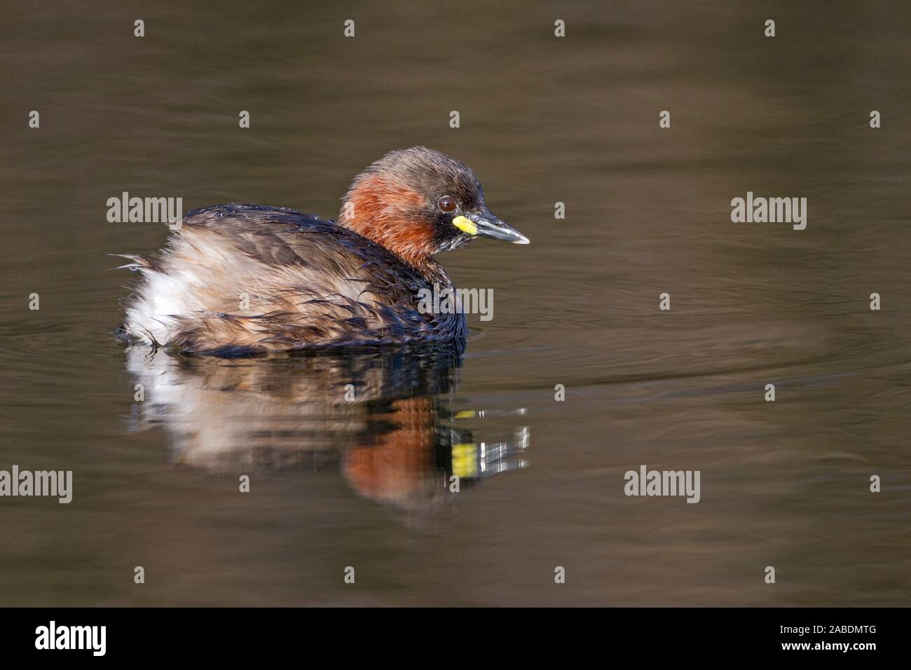 Zwergtaucher (Tachybaptus ruficollis) Stock Photo