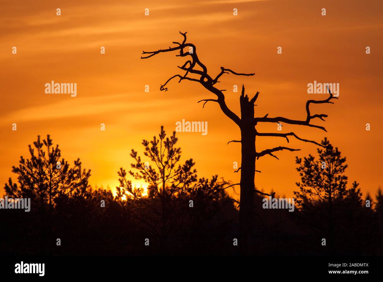 Sonnenaufgang im Moor Stock Photo