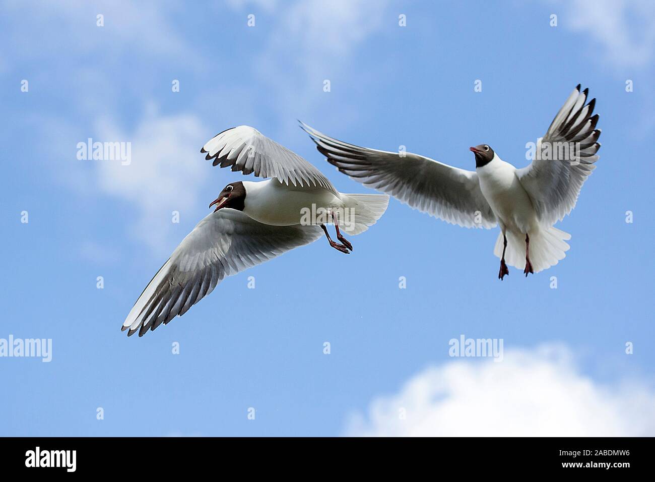 Lachmöwe (Larus ridibundus) Stock Photo