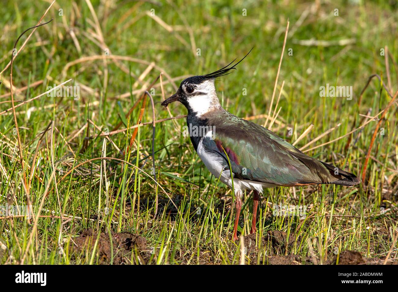Nabu Stock Photos Nabu Stock Images Page 3 Alamy