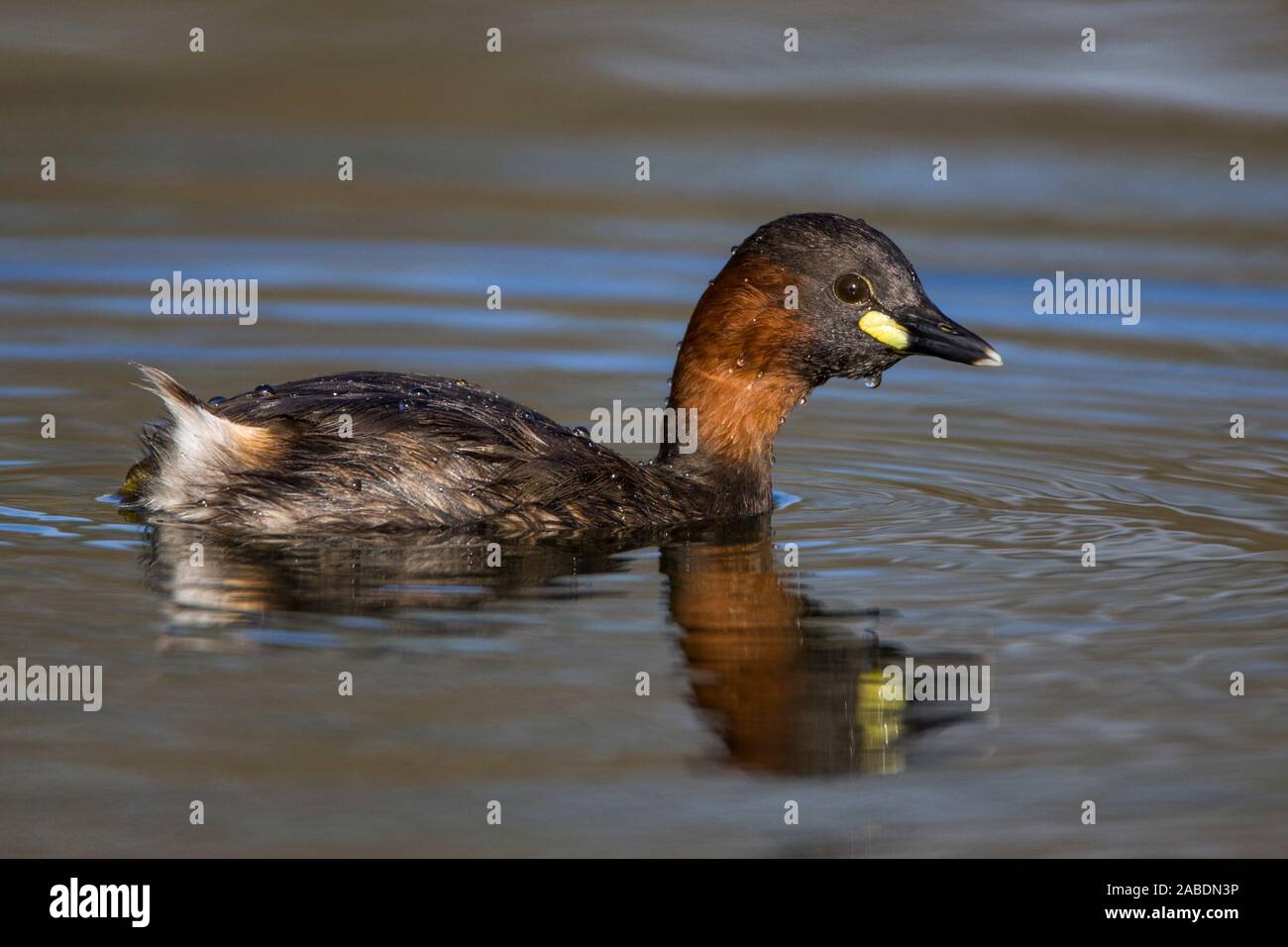 Zwergtaucher (Tachybaptus ruficollis) Stock Photo