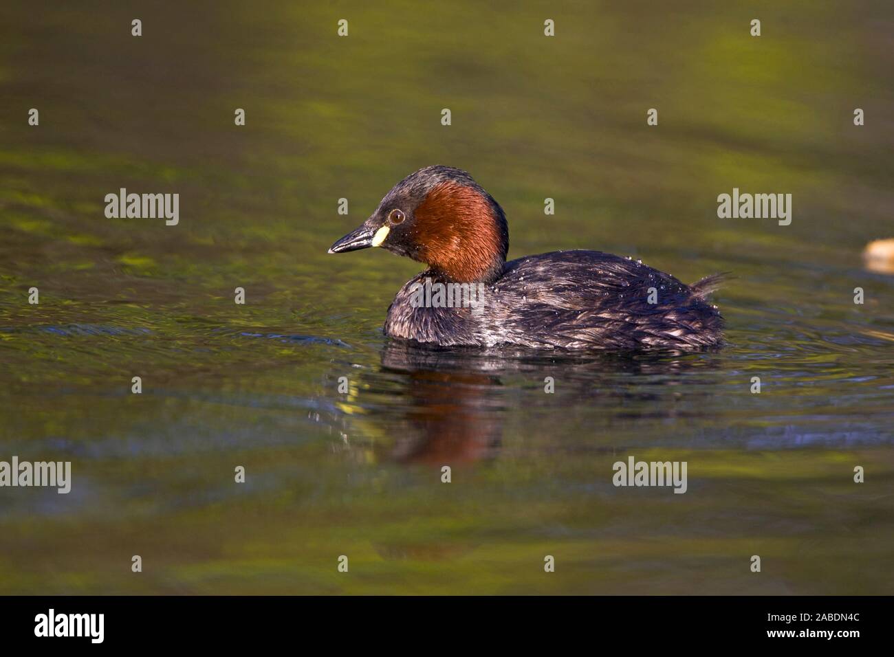 Zwergtaucher (Tachybaptus ruficollis) Stock Photo